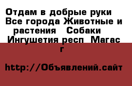 Отдам в добрые руки  - Все города Животные и растения » Собаки   . Ингушетия респ.,Магас г.